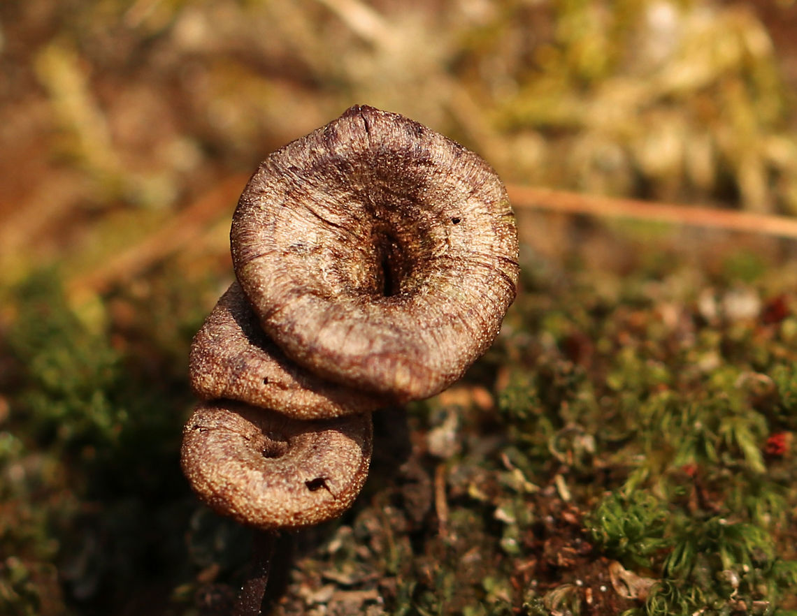 Coltricia cinnamomea These old mushrooms survived the winter!<br />
<br />
Habitat: Growing on moss in a deciduous forest<br />
<figure class="photo"><a href="https://www.jungledragon.com/image/78416/coltricia_cinnamomea.html" title="Coltricia cinnamomea"><img src="https://s3.amazonaws.com/media.jungledragon.com/images/3232/78416_thumb.jpg?AWSAccessKeyId=05GMT0V3GWVNE7GGM1R2&Expires=1759968010&Signature=S3HQV9k7XCGviV0J%2FiFBD2hY0Yc%3D" width="200" height="150" alt="Coltricia cinnamomea These old mushrooms survived the winter! I thought it was neat how the caps had fused together.<br />
<br />
Habitat: Growing on moss in a deciduous forest<br />
https://www.jungledragon.com/image/78415/coltricia_cinnamomea.html Coltricia cinnamomea,Geotagged,Spring,United States" /></a></figure> Coltricia,Coltricia cinnamomea,Geotagged,Spring,United States,mushrooms