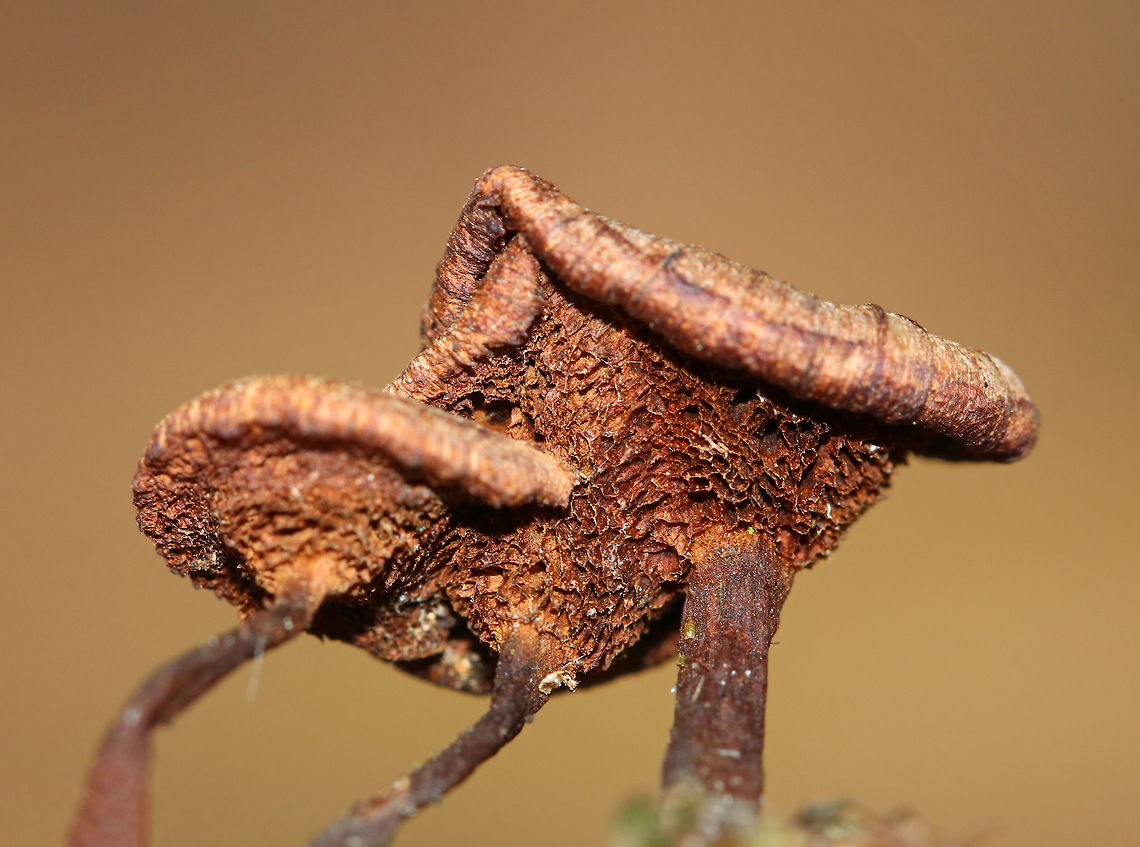 Coltricia cinnamomea These old mushrooms survived the winter! I thought it was neat how the caps had fused together.<br />
<br />
Habitat: Growing on moss in a deciduous forest<br />
<figure class="photo"><a href="https://www.jungledragon.com/image/78415/coltricia_cinnamomea.html" title="Coltricia cinnamomea"><img src="https://s3.amazonaws.com/media.jungledragon.com/images/3232/78415_thumb.jpg?AWSAccessKeyId=05GMT0V3GWVNE7GGM1R2&Expires=1759968010&Signature=mIMgghMIwFb9mtlDTAq%2FI%2Fm2WYw%3D" width="200" height="156" alt="Coltricia cinnamomea These old mushrooms survived the winter!<br />
<br />
Habitat: Growing on moss in a deciduous forest<br />
https://www.jungledragon.com/image/78416/coltricia_cinnamomea.html Coltricia,Coltricia cinnamomea,Geotagged,Spring,United States,mushrooms" /></a></figure> Coltricia cinnamomea,Geotagged,Spring,United States