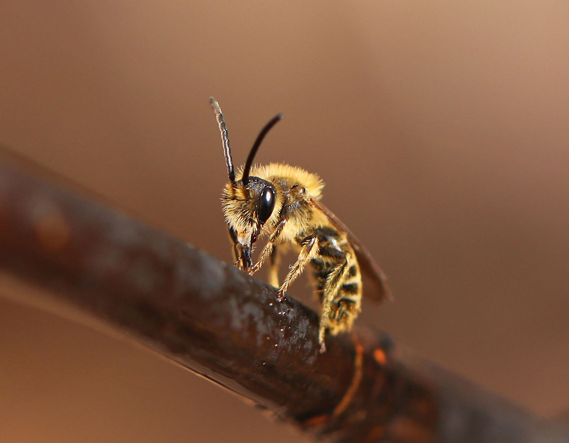 Bee I found a swarm of these fuzzy bees slurping up sap from a striped maple (Acer pensylvanicum). Some of the bees had silvery/white hairs and others were yellow.  I'm assuming they are different species and think the yellowish ones look honeybee-ish, yet fuzzier. Any help IDing them would be appreciated! I am terrible at identifying bees!<br />
<br />
Habitat: Deciduous forest<br />
<figure class="photo"><a href="https://www.jungledragon.com/image/78480/bee.html" title="Bee"><img src="https://s3.amazonaws.com/media.jungledragon.com/images/3232/78480_thumb.jpg?AWSAccessKeyId=05GMT0V3GWVNE7GGM1R2&Expires=1770854410&Signature=4MQaingExjRH%2BUV8m7bh7IatC%2Bw%3D" width="200" height="150" alt="Bee I found a swarm of these fuzzy bees slurping up sap from a striped maple (Acer pensylvanicum). Some of the bees had silvery/white hairs and others were yellow. I'm assuming they are different species and think the yellowish ones look honeybee-ish, yet fuzzier. Any help IDing them would be appreciated! I am terrible at identifying bees!<br />
<br />
Habitat: Deciduous forest<br />
https://www.jungledragon.com/image/78479/bee.html<br />
https://www.jungledragon.com/image/78481/bee.html<br />
https://www.jungledragon.com/image/78483/bee.html<br />
https://www.jungledragon.com/image/78485/bee.html Geotagged,Spring,United States,bee" /></a></figure><br />
<figure class="photo"><a href="https://www.jungledragon.com/image/78481/bee.html" title="Bee"><img src="https://s3.amazonaws.com/media.jungledragon.com/images/3232/78481_thumb.jpg?AWSAccessKeyId=05GMT0V3GWVNE7GGM1R2&Expires=1770854410&Signature=zVo3bMYlupG8KgIYMxawewNE4EQ%3D" width="200" height="154" alt="Bee I found a swarm of these fuzzy bees slurping up sap from a striped maple (Acer pensylvanicum). Some of the bees had silvery/white hairs and others were yellow. I'm assuming they are different species and think the yellowish ones look honeybee-ish, yet fuzzier. Any help IDing them would be appreciated! I am terrible at identifying bees!<br />
<br />
Habitat: Deciduous forest<br />
https://www.jungledragon.com/image/78479/bee.html<br />
https://www.jungledragon.com/image/78480/bee.html<br />
https://www.jungledragon.com/image/78483/bee.html<br />
https://www.jungledragon.com/image/78485/bee.html Geotagged,Spring,United States,bee" /></a></figure><br />
<figure class="photo"><a href="https://www.jungledragon.com/image/78483/bees.html" title="Bees"><img src="https://s3.amazonaws.com/media.jungledragon.com/images/3232/78483_thumb.jpg?AWSAccessKeyId=05GMT0V3GWVNE7GGM1R2&Expires=1770854410&Signature=yw%2Bj%2Bc%2BsasH9zftM54DH%2Bqs32wM%3D" width="92" height="152" alt="Bees I found a swarm of these fuzzy bees slurping up sap from a striped maple (Acer pensylvanicum). Some of the bees had silvery/white hairs and others were yellow. I'm assuming they are different species and think the yellowish ones look honeybee-ish, yet fuzzier. Any help IDing them would be appreciated! I am terrible at identifying bees!<br />
<br />
Habitat: Deciduous forest<br />
https://www.jungledragon.com/image/78481/bee.html<br />
https://www.jungledragon.com/image/78480/bee.html<br />
https://www.jungledragon.com/image/78479/bee.html<br />
https://www.jungledragon.com/image/78485/bee.html Geotagged,Spring,United States,bee" /></a></figure><br />
<figure class="photo"><a href="https://www.jungledragon.com/image/78485/bees.html" title="Bees"><img src="https://s3.amazonaws.com/media.jungledragon.com/images/3232/78485_thumb.jpg?AWSAccessKeyId=05GMT0V3GWVNE7GGM1R2&Expires=1770854410&Signature=BGdEQ2B8e6RlJhc6Z624hjfCdu4%3D" width="122" height="152" alt="Bees I found a swarm of these fuzzy bees slurping up sap from a striped maple (Acer pensylvanicum). Some of the bees had silvery/white hairs and others were yellow. I'm assuming they are different species and think the yellowish ones look honeybee-ish, yet fuzzier. Any help IDing them would be appreciated! I am terrible at identifying bees!<br />
<br />
Habitat: Deciduous forest<br />
https://www.jungledragon.com/image/78485/bee.html<br />
https://www.jungledragon.com/image/78481/bee.html<br />
https://www.jungledragon.com/image/78480/bee.html<br />
https://www.jungledragon.com/image/78479/bee.html Geotagged,Spring,United States,bee" /></a></figure> Geotagged,Spring,United States,bee