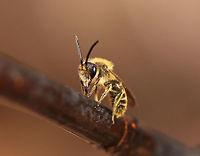Bee I found a swarm of these fuzzy bees slurping up sap from a striped maple (Acer pensylvanicum). Some of the bees had silvery/white hairs and others were yellow.  I'm assuming they are different species and think the yellowish ones look honeybee-ish, yet fuzzier. Any help IDing them would be appreciated! I am terrible at identifying bees!<br />
<br />
Habitat: Deciduous forest<br />
https://www.jungledragon.com/image/78480/bee.html<br />
https://www.jungledragon.com/image/78481/bee.html<br />
https://www.jungledragon.com/image/78483/bee.html<br />
https://www.jungledragon.com/image/78485/bee.html Geotagged,Spring,United States,bee