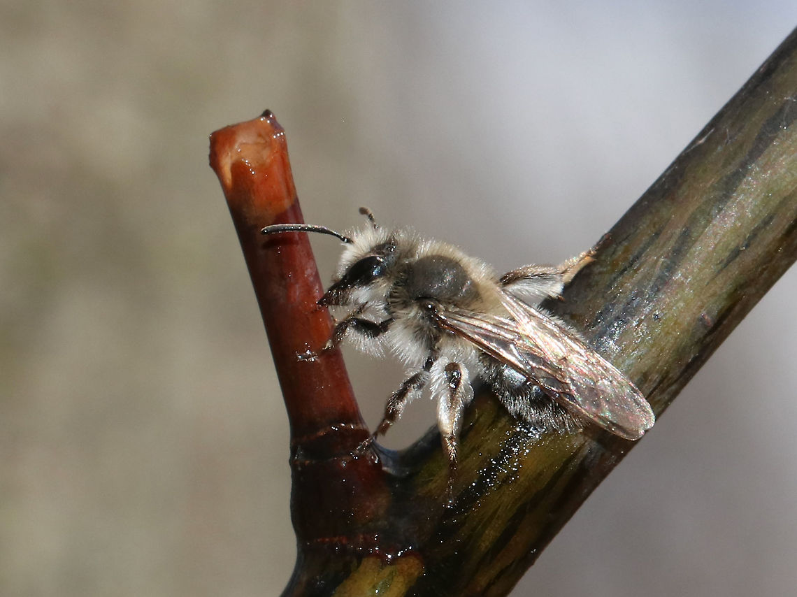 Bee I found a swarm of these fuzzy bees slurping up sap from a striped maple (Acer pensylvanicum). Some of the bees had silvery/white hairs and others were yellow. I'm assuming they are different species and think the yellowish ones look honeybee-ish, yet fuzzier. Any help IDing them would be appreciated! I am terrible at identifying bees!<br />
<br />
Habitat: Deciduous forest<br />
<figure class="photo"><a href="https://www.jungledragon.com/image/78479/bee.html" title="Bee"><img src="https://s3.amazonaws.com/media.jungledragon.com/images/3232/78479_thumb.jpg?AWSAccessKeyId=05GMT0V3GWVNE7GGM1R2&Expires=1770854410&Signature=rxihJzBS%2BM0BUw1SzUmiD5tsU30%3D" width="200" height="156" alt="Bee I found a swarm of these fuzzy bees slurping up sap from a striped maple (Acer pensylvanicum). Some of the bees had silvery/white hairs and others were yellow.  I'm assuming they are different species and think the yellowish ones look honeybee-ish, yet fuzzier. Any help IDing them would be appreciated! I am terrible at identifying bees!<br />
<br />
Habitat: Deciduous forest<br />
https://www.jungledragon.com/image/78480/bee.html<br />
https://www.jungledragon.com/image/78481/bee.html<br />
https://www.jungledragon.com/image/78483/bee.html<br />
https://www.jungledragon.com/image/78485/bee.html Geotagged,Spring,United States,bee" /></a></figure><br />
<figure class="photo"><a href="https://www.jungledragon.com/image/78481/bee.html" title="Bee"><img src="https://s3.amazonaws.com/media.jungledragon.com/images/3232/78481_thumb.jpg?AWSAccessKeyId=05GMT0V3GWVNE7GGM1R2&Expires=1770854410&Signature=zVo3bMYlupG8KgIYMxawewNE4EQ%3D" width="200" height="154" alt="Bee I found a swarm of these fuzzy bees slurping up sap from a striped maple (Acer pensylvanicum). Some of the bees had silvery/white hairs and others were yellow. I'm assuming they are different species and think the yellowish ones look honeybee-ish, yet fuzzier. Any help IDing them would be appreciated! I am terrible at identifying bees!<br />
<br />
Habitat: Deciduous forest<br />
https://www.jungledragon.com/image/78479/bee.html<br />
https://www.jungledragon.com/image/78480/bee.html<br />
https://www.jungledragon.com/image/78483/bee.html<br />
https://www.jungledragon.com/image/78485/bee.html Geotagged,Spring,United States,bee" /></a></figure><br />
<figure class="photo"><a href="https://www.jungledragon.com/image/78483/bees.html" title="Bees"><img src="https://s3.amazonaws.com/media.jungledragon.com/images/3232/78483_thumb.jpg?AWSAccessKeyId=05GMT0V3GWVNE7GGM1R2&Expires=1770854410&Signature=yw%2Bj%2Bc%2BsasH9zftM54DH%2Bqs32wM%3D" width="92" height="152" alt="Bees I found a swarm of these fuzzy bees slurping up sap from a striped maple (Acer pensylvanicum). Some of the bees had silvery/white hairs and others were yellow. I'm assuming they are different species and think the yellowish ones look honeybee-ish, yet fuzzier. Any help IDing them would be appreciated! I am terrible at identifying bees!<br />
<br />
Habitat: Deciduous forest<br />
https://www.jungledragon.com/image/78481/bee.html<br />
https://www.jungledragon.com/image/78480/bee.html<br />
https://www.jungledragon.com/image/78479/bee.html<br />
https://www.jungledragon.com/image/78485/bee.html Geotagged,Spring,United States,bee" /></a></figure><br />
<figure class="photo"><a href="https://www.jungledragon.com/image/78485/bees.html" title="Bees"><img src="https://s3.amazonaws.com/media.jungledragon.com/images/3232/78485_thumb.jpg?AWSAccessKeyId=05GMT0V3GWVNE7GGM1R2&Expires=1770854410&Signature=BGdEQ2B8e6RlJhc6Z624hjfCdu4%3D" width="122" height="152" alt="Bees I found a swarm of these fuzzy bees slurping up sap from a striped maple (Acer pensylvanicum). Some of the bees had silvery/white hairs and others were yellow. I'm assuming they are different species and think the yellowish ones look honeybee-ish, yet fuzzier. Any help IDing them would be appreciated! I am terrible at identifying bees!<br />
<br />
Habitat: Deciduous forest<br />
https://www.jungledragon.com/image/78485/bee.html<br />
https://www.jungledragon.com/image/78481/bee.html<br />
https://www.jungledragon.com/image/78480/bee.html<br />
https://www.jungledragon.com/image/78479/bee.html Geotagged,Spring,United States,bee" /></a></figure> Geotagged,Spring,United States,bee