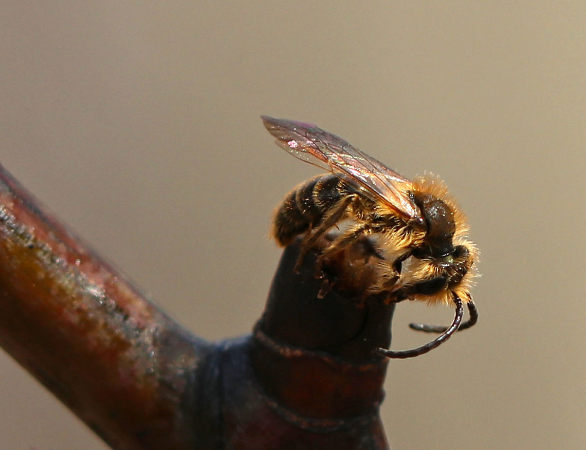 Bee I found a swarm of these fuzzy bees slurping up sap from a striped maple (Acer pensylvanicum). Some of the bees had silvery/white hairs and others were yellow. I'm assuming they are different species and think the yellowish ones look honeybee-ish, yet fuzzier. Any help IDing them would be appreciated! I am terrible at identifying bees!<br />
<br />
Habitat: Deciduous forest<br />
<figure class="photo"><a href="https://www.jungledragon.com/image/78479/bee.html" title="Bee"><img src="https://s3.amazonaws.com/media.jungledragon.com/images/3232/78479_thumb.jpg?AWSAccessKeyId=05GMT0V3GWVNE7GGM1R2&Expires=1770854410&Signature=rxihJzBS%2BM0BUw1SzUmiD5tsU30%3D" width="200" height="156" alt="Bee I found a swarm of these fuzzy bees slurping up sap from a striped maple (Acer pensylvanicum). Some of the bees had silvery/white hairs and others were yellow.  I'm assuming they are different species and think the yellowish ones look honeybee-ish, yet fuzzier. Any help IDing them would be appreciated! I am terrible at identifying bees!<br />
<br />
Habitat: Deciduous forest<br />
https://www.jungledragon.com/image/78480/bee.html<br />
https://www.jungledragon.com/image/78481/bee.html<br />
https://www.jungledragon.com/image/78483/bee.html<br />
https://www.jungledragon.com/image/78485/bee.html Geotagged,Spring,United States,bee" /></a></figure><br />
<figure class="photo"><a href="https://www.jungledragon.com/image/78480/bee.html" title="Bee"><img src="https://s3.amazonaws.com/media.jungledragon.com/images/3232/78480_thumb.jpg?AWSAccessKeyId=05GMT0V3GWVNE7GGM1R2&Expires=1770854410&Signature=4MQaingExjRH%2BUV8m7bh7IatC%2Bw%3D" width="200" height="150" alt="Bee I found a swarm of these fuzzy bees slurping up sap from a striped maple (Acer pensylvanicum). Some of the bees had silvery/white hairs and others were yellow. I'm assuming they are different species and think the yellowish ones look honeybee-ish, yet fuzzier. Any help IDing them would be appreciated! I am terrible at identifying bees!<br />
<br />
Habitat: Deciduous forest<br />
https://www.jungledragon.com/image/78479/bee.html<br />
https://www.jungledragon.com/image/78481/bee.html<br />
https://www.jungledragon.com/image/78483/bee.html<br />
https://www.jungledragon.com/image/78485/bee.html Geotagged,Spring,United States,bee" /></a></figure><br />
<figure class="photo"><a href="https://www.jungledragon.com/image/78483/bees.html" title="Bees"><img src="https://s3.amazonaws.com/media.jungledragon.com/images/3232/78483_thumb.jpg?AWSAccessKeyId=05GMT0V3GWVNE7GGM1R2&Expires=1770854410&Signature=yw%2Bj%2Bc%2BsasH9zftM54DH%2Bqs32wM%3D" width="92" height="152" alt="Bees I found a swarm of these fuzzy bees slurping up sap from a striped maple (Acer pensylvanicum). Some of the bees had silvery/white hairs and others were yellow. I'm assuming they are different species and think the yellowish ones look honeybee-ish, yet fuzzier. Any help IDing them would be appreciated! I am terrible at identifying bees!<br />
<br />
Habitat: Deciduous forest<br />
https://www.jungledragon.com/image/78481/bee.html<br />
https://www.jungledragon.com/image/78480/bee.html<br />
https://www.jungledragon.com/image/78479/bee.html<br />
https://www.jungledragon.com/image/78485/bee.html Geotagged,Spring,United States,bee" /></a></figure><br />
<figure class="photo"><a href="https://www.jungledragon.com/image/78485/bees.html" title="Bees"><img src="https://s3.amazonaws.com/media.jungledragon.com/images/3232/78485_thumb.jpg?AWSAccessKeyId=05GMT0V3GWVNE7GGM1R2&Expires=1770854410&Signature=BGdEQ2B8e6RlJhc6Z624hjfCdu4%3D" width="122" height="152" alt="Bees I found a swarm of these fuzzy bees slurping up sap from a striped maple (Acer pensylvanicum). Some of the bees had silvery/white hairs and others were yellow. I'm assuming they are different species and think the yellowish ones look honeybee-ish, yet fuzzier. Any help IDing them would be appreciated! I am terrible at identifying bees!<br />
<br />
Habitat: Deciduous forest<br />
https://www.jungledragon.com/image/78485/bee.html<br />
https://www.jungledragon.com/image/78481/bee.html<br />
https://www.jungledragon.com/image/78480/bee.html<br />
https://www.jungledragon.com/image/78479/bee.html Geotagged,Spring,United States,bee" /></a></figure> Geotagged,Spring,United States,bee