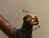 Bee I found a swarm of these fuzzy bees slurping up sap from a striped maple (Acer pensylvanicum). Some of the bees had silvery/white hairs and others were yellow. I'm assuming they are different species and think the yellowish ones look honeybee-ish, yet fuzzier. Any help IDing them would be appreciated! I am terrible at identifying bees!<br />
<br />
Habitat: Deciduous forest<br />
https://www.jungledragon.com/image/78479/bee.html<br />
https://www.jungledragon.com/image/78480/bee.html<br />
https://www.jungledragon.com/image/78483/bee.html<br />
https://www.jungledragon.com/image/78485/bee.html Geotagged,Spring,United States,bee