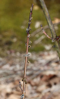 Bees I found a swarm of these fuzzy bees slurping up sap from a striped maple (Acer pensylvanicum). Some of the bees had silvery/white hairs and others were yellow. I'm assuming they are different species and think the yellowish ones look honeybee-ish, yet fuzzier. Any help IDing them would be appreciated! I am terrible at identifying bees!

Habitat: Deciduous forest
https://www.jungledragon.com/image/78481/bee.html
https://www.jungledragon.com/image/78480/bee.html
https://www.jungledragon.com/image/78479/bee.html
https://www.jungledragon.com/image/78485/bee.html Geotagged,Spring,United States,bee