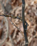 Bees I found a swarm of these fuzzy bees slurping up sap from a striped maple (Acer pensylvanicum). Some of the bees had silvery/white hairs and others were yellow. I'm assuming they are different species and think the yellowish ones look honeybee-ish, yet fuzzier. Any help IDing them would be appreciated! I am terrible at identifying bees!<br />
<br />
Habitat: Deciduous forest<br />
https://www.jungledragon.com/image/78485/bee.html<br />
https://www.jungledragon.com/image/78481/bee.html<br />
https://www.jungledragon.com/image/78480/bee.html<br />
https://www.jungledragon.com/image/78479/bee.html Geotagged,Spring,United States,bee