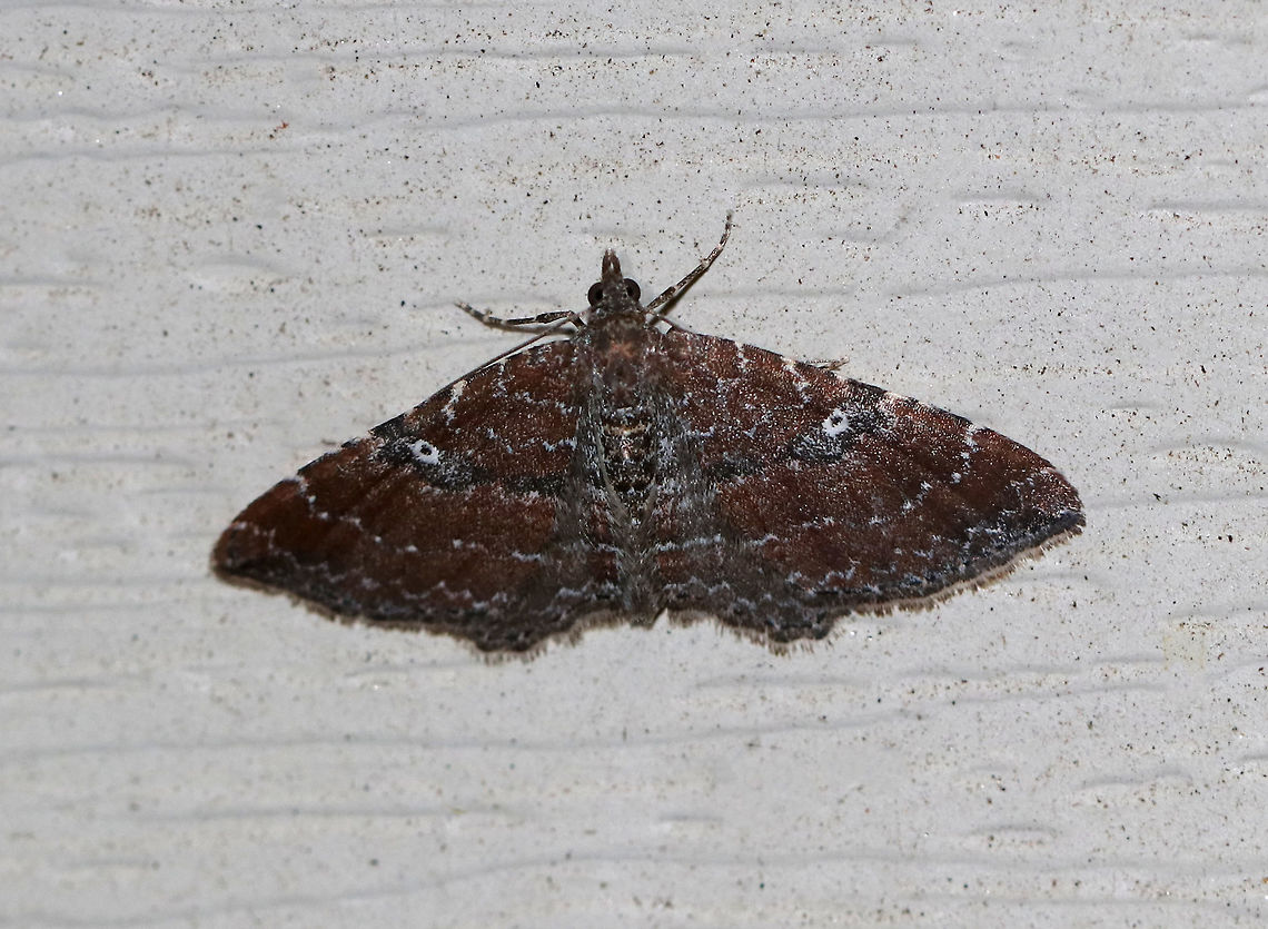 The Gem - Orthonama obstipata WS: ~20 mm.  This species is sexually dimorphic and this photo shows a female. The forewings of the female are maroon with white lines and a white-edged discal spot.<br />
<br />
Habitat: Semi-rural area<br />
<br />
*This species can't survive the cold winters, so northern individuals are immigrants from the south. Geotagged,Orthonama,Orthonama obstipata,Orthonama obstipata female,Spring,The Gem,United States,moth