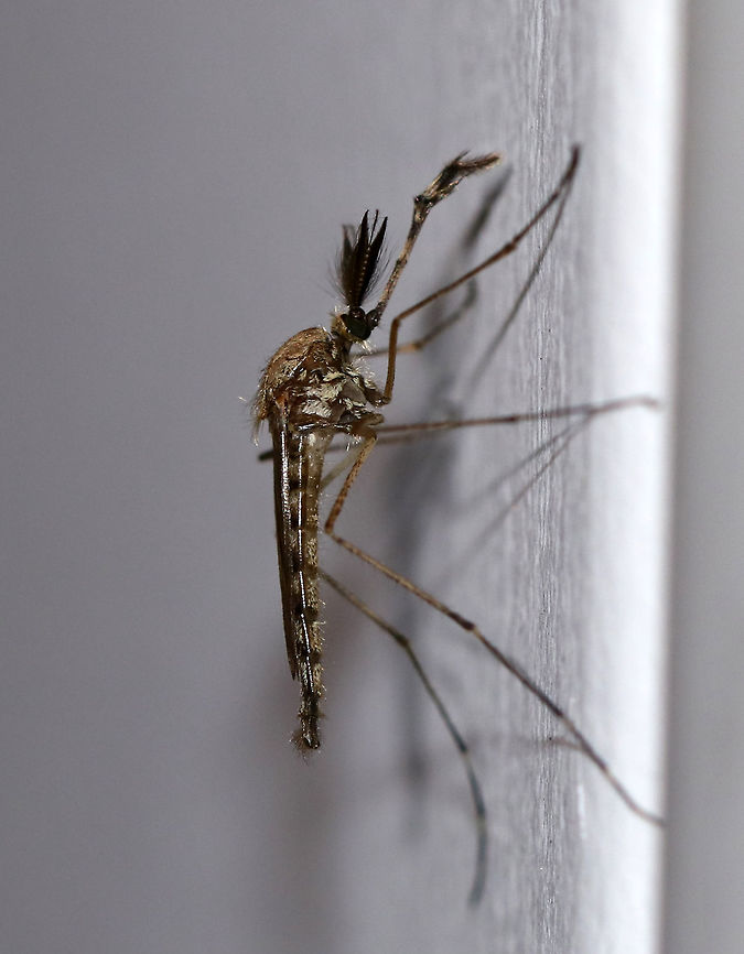 Woodland Mosquito (Male) - Ochlerotatus stimulans This is a male Ochlerotatus stimulans; males don&#039;t seek blood meals<br />
<br />
Habitat: Attracted to a light in a semi-rural area<br />
<figure class="photo"><a href="https://www.jungledragon.com/image/78525/woodland_mosquito_female_-_ochlerotatus_stimulans.html" title="Woodland Mosquito (Female) - Ochlerotatus stimulans"><img src="https://s3.amazonaws.com/media.jungledragon.com/images/3232/78525_thumb.jpg?AWSAccessKeyId=05GMT0V3GWVNE7GGM1R2&Expires=1759968010&Signature=GTYkEnEuie4NevgEG2%2FzarZSCgA%3D" width="126" height="152" alt="Woodland Mosquito (Female) - Ochlerotatus stimulans An early spring, univoltine pest. They overwinter as eggs and the yearly, single generation hatches in early spring.  I had more than 20 of this species on flying around my deck light, and most were female. <br />
<br />
Habitat: Attracted to a light in a semi-rural area<br />
https://www.jungledragon.com/image/78523/woodland_mosquito_male_-_ochlerotatus_stimulans.html Geotagged,Ochlerotatus stimulans,Spring,United States,mosquito,woodland mosquito" /></a></figure> Geotagged,Ochlerotatus,Ochlerotatus stimulans,Spring,United States,aedes,male mosquito,mosquito,woodland mosquito