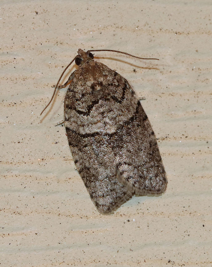 Black and Gray Banded Leafroller - Syndemis afflictana TL: ~ 10 mm.  Silvery gray FW with contrasting black-edges pale gray median band.<br />
<br />
Habitat: Attracted to a light at night in a semi-rural area Geotagged,Spring,Syndemis,Syndemis afflictana,United States,moth