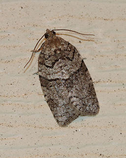 Black and Gray Banded Leafroller - Syndemis afflictana TL: ~ 10 mm.  Silvery gray FW with contrasting black-edges pale gray median band.

Habitat: Attracted to a light at night in a semi-rural area Geotagged,Spring,Syndemis,Syndemis afflictana,United States,moth