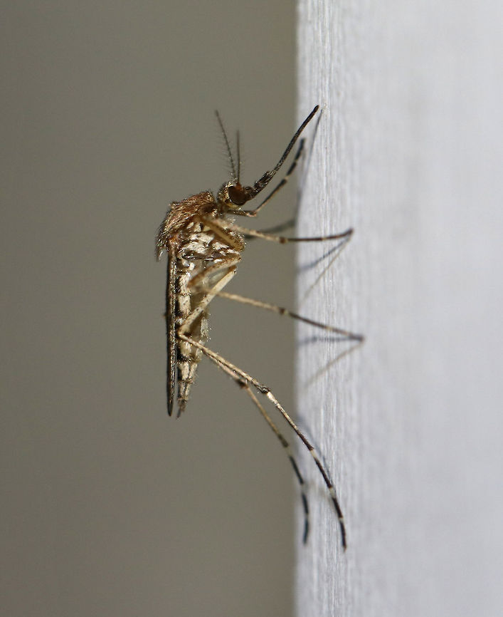 Woodland Mosquito (Female) - Ochlerotatus stimulans An early spring, univoltine pest. They overwinter as eggs and the yearly, single generation hatches in early spring.  I had more than 20 of this species on flying around my deck light, and most were female. <br />
<br />
Habitat: Attracted to a light in a semi-rural area<br />
<figure class="photo"><a href="https://www.jungledragon.com/image/78523/woodland_mosquito_male_-_ochlerotatus_stimulans.html" title="Woodland Mosquito (Male) - Ochlerotatus stimulans"><img src="https://s3.amazonaws.com/media.jungledragon.com/images/3232/78523_thumb.jpg?AWSAccessKeyId=05GMT0V3GWVNE7GGM1R2&Expires=1759968010&Signature=2CsZp56bAgGnCKv1f%2B4tDZsbpDU%3D" width="120" height="152" alt="Woodland Mosquito (Male) - Ochlerotatus stimulans This is a male Ochlerotatus stimulans; males don&#039;t seek blood meals<br />
<br />
Habitat: Attracted to a light in a semi-rural area<br />
https://www.jungledragon.com/image/78525/woodland_mosquito_female_-_ochlerotatus_stimulans.html Geotagged,Ochlerotatus,Ochlerotatus stimulans,Spring,United States,aedes,male mosquito,mosquito,woodland mosquito" /></a></figure> Geotagged,Ochlerotatus stimulans,Spring,United States,mosquito,woodland mosquito