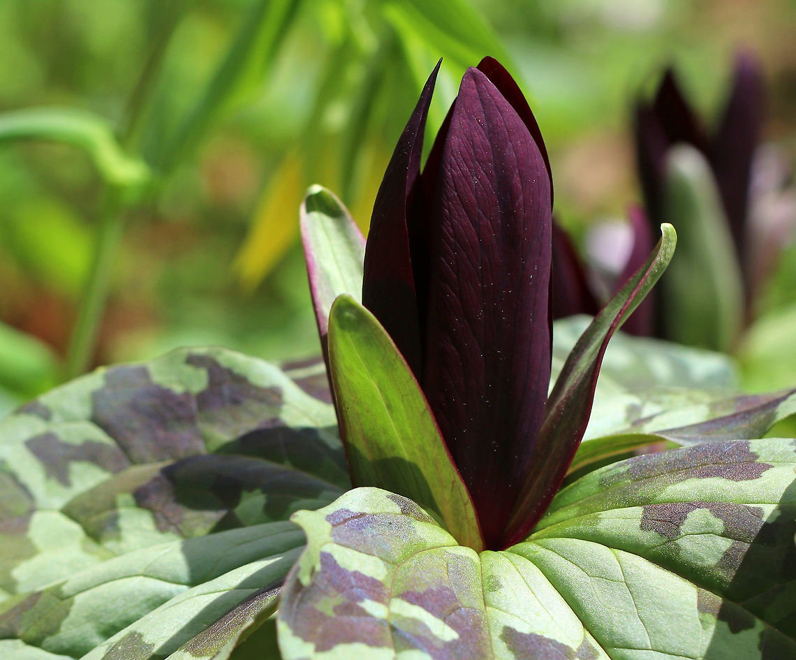 Large Toadshade - Trillium cuneatum Habitat: Garden of the Woods<br />
<br />
Garden in the Woods is a native botanical garden spread throughout a forested area. From their website:<br />
<br />
"More than a century ago, when ecology was a new word, our founders organized what is now called Native Plant Trust to stop the destruction of native plants. Today, as native plants face the greatest wave of threats since the last mass extinction, we are still a national leader in native plant conservation, horticulture, and education. We save native plants in the wild, grow them for gardens and restorations, and educate others on their value and use. <br />
<br />
We are based in Framingham, Massachusetts, at Garden in the Woods, a renowned native plant botanic garden that attracts visitors from all over the world. Each year, our 25 staff members and many of our 1,500 trained volunteers work throughout New England to: <br />
<br />
-monitor, protect, and restore rare and endangered plants<br />
-collect and bank seeds for biological diversity<br />
-detect and control invasive species<br />
-conduct botanical and horticultural research<br />
-educate the public, from home gardeners to professional land managers "<br />
<br />
(<a href="http://www.nativeplanttrust.org/about/)" rel="nofollow">http://www.nativeplanttrust.org/about/)</a><br />
<br />
<figure class="photo"><a href="https://www.jungledragon.com/image/78570/large_toadshade_-_trillium_cuneatum.html" title="Large Toadshade - Trillium cuneatum"><img src="https://s3.amazonaws.com/media.jungledragon.com/images/3232/78570_thumb.jpg?AWSAccessKeyId=05GMT0V3GWVNE7GGM1R2&Expires=1759968010&Signature=5yKi4bJHjT%2BRtMNvPpuIVrPH%2FGU%3D" width="118" height="152" alt="Large Toadshade - Trillium cuneatum Habitat: Garden of the Woods<br />
<br />
https://www.jungledragon.com/image/78550/large_toadshade_-_trillium_cuneatum.html Geotagged,Little Sweet Betsy,Spring,Trillium cuneatum,United States" /></a></figure> Geotagged,Little Sweet Betsy,Spring,Trillium cuneatum,United States,bloody butcher,large toadshade,purple toadshade,trillium