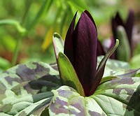 Large Toadshade - Trillium cuneatum Habitat: Garden of the Woods<br />
<br />
Garden in the Woods is a native botanical garden spread throughout a forested area. From their website:<br />
<br />
"More than a century ago, when ecology was a new word, our founders organized what is now called Native Plant Trust to stop the destruction of native plants. Today, as native plants face the greatest wave of threats since the last mass extinction, we are still a national leader in native plant conservation, horticulture, and education. We save native plants in the wild, grow them for gardens and restorations, and educate others on their value and use. <br />
<br />
We are based in Framingham, Massachusetts, at Garden in the Woods, a renowned native plant botanic garden that attracts visitors from all over the world. Each year, our 25 staff members and many of our 1,500 trained volunteers work throughout New England to: <br />
<br />
-monitor, protect, and restore rare and endangered plants<br />
-collect and bank seeds for biological diversity<br />
-detect and control invasive species<br />
-conduct botanical and horticultural research<br />
-educate the public, from home gardeners to professional land managers "<br />
<br />
(http://www.nativeplanttrust.org/about/)<br />
<br />
https://www.jungledragon.com/image/78570/large_toadshade_-_trillium_cuneatum.html Geotagged,Little Sweet Betsy,Spring,Trillium cuneatum,United States,bloody butcher,large toadshade,purple toadshade,trillium