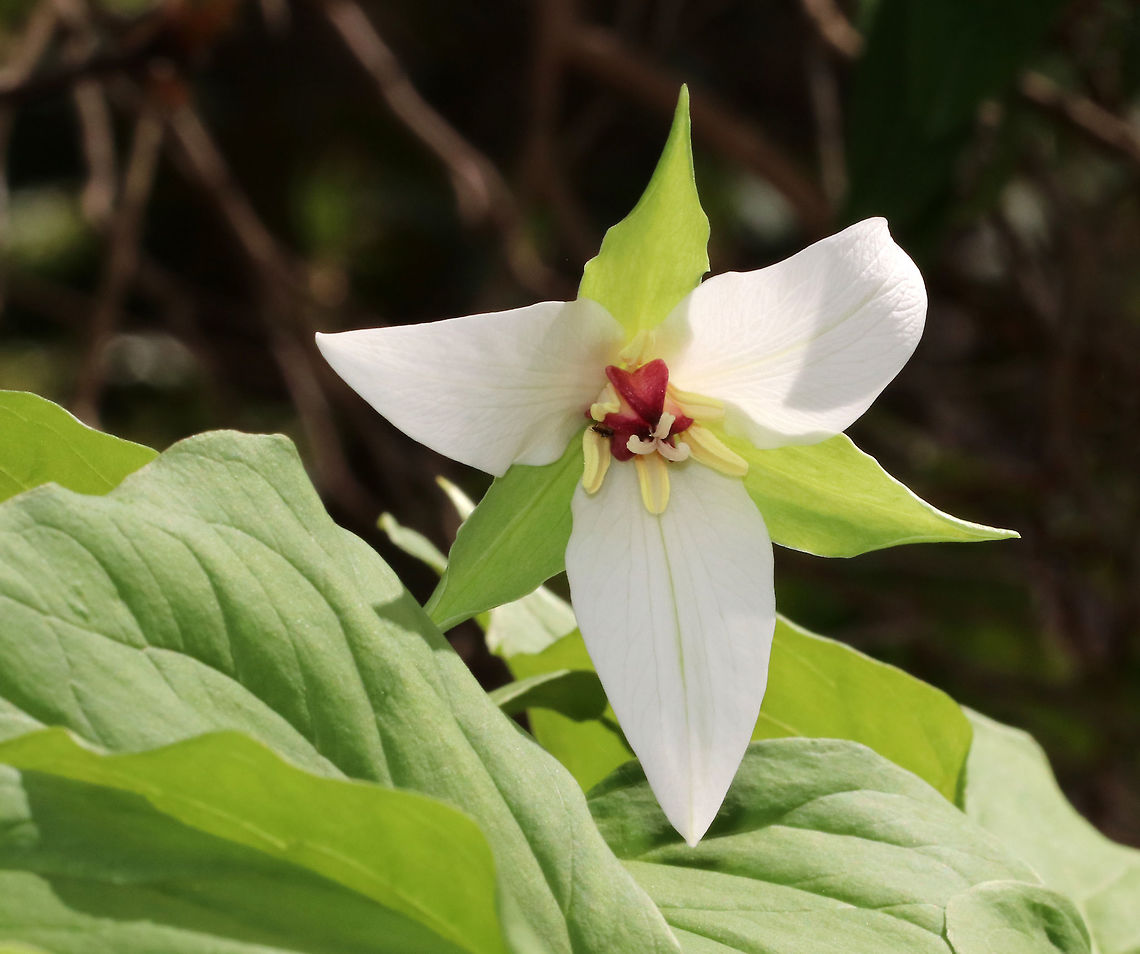 Bent Trillium - Trillium flexipes Spring perennial; endangered in Canada<br />
<br />
Habitat: Garden in the Woods Geotagged,Spring,Trillium flexipes,United States,bent trillium,drooping trillium,nodding wakerobin,trillium