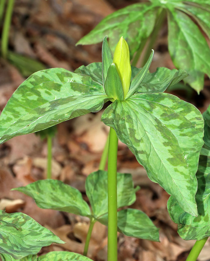 Yellow Wakerobin - Trillium luteum Yellow trillium typically flowers in April and May. Its twisted yellow petals distinguish it with a lemony fragrance.<br />
<br />
Habitat: Garden in the Woods<br />
<figure class="photo"><a href="https://www.jungledragon.com/image/78553/yellow_wakerobin_-_trillium_luteum.html" title="Yellow Wakerobin - Trillium luteum"><img src="https://s3.amazonaws.com/media.jungledragon.com/images/3232/78553_thumb.jpg?AWSAccessKeyId=05GMT0V3GWVNE7GGM1R2&Expires=1759968010&Signature=cROoTu6FCPICFWRDhzGQ%2BM5a3wo%3D" width="200" height="178" alt="Yellow Wakerobin - Trillium luteum Yellow trillium typically flowers in April and May. Its twisted yellow petals distinguish it with a lemony fragrance.<br />
<br />
Habitat: Garden in the Woods<br />
https://www.jungledragon.com/image/78552/yellow_wakerobin_-_trillium_luteum.html Geotagged,Spring,Trillium luteum,United States,Yellow trillium" /></a></figure> Geotagged,Spring,Trillium luteum,United States,Yellow trillium,trillium,yellow wakerobin
