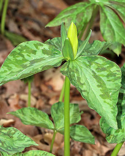 Yellow Wakerobin - Trillium luteum Yellow trillium typically flowers in April and May. Its twisted yellow petals distinguish it with a lemony fragrance.

Habitat: Garden in the Woods
https://www.jungledragon.com/image/78553/yellow_wakerobin_-_trillium_luteum.html Geotagged,Spring,Trillium luteum,United States,Yellow trillium,trillium,yellow wakerobin