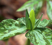 Yellow Wakerobin - Trillium luteum Yellow trillium typically flowers in April and May. Its twisted yellow petals distinguish it with a lemony fragrance.<br />
<br />
Habitat: Garden in the Woods<br />
https://www.jungledragon.com/image/78552/yellow_wakerobin_-_trillium_luteum.html Geotagged,Spring,Trillium luteum,United States,Yellow trillium