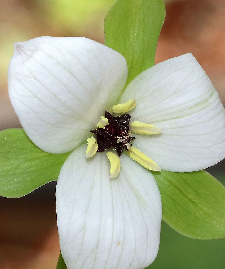 Jeweled Wakerobin - Trillium simile This species tends to grow in moist humus-rich soils in mature forests at the edges of Rhododendron thickets or near forest edges.<br />
<br />
Habitat: Garden in the Woods Geotagged,Jeweled wakerobin,Spring,Trillium simile,United States,confusing trillium,sweet white trillium,trillium
