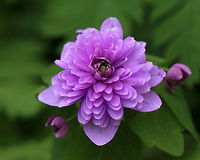 Rue Anemone (Shoaf's Double Pink) - Thalictrum thalictroides Habitat: Growing in moist forest at Garden in the Woods<br />
https://www.jungledragon.com/image/78660/rue_anemone_shoafs_double_pink_-_thalictrum_thalictroides.html<br />
https://www.jungledragon.com/image/78659/rue_anemone_shoafs_double_pink_-_thalictrum_thalictroides.html<br />
https://www.jungledragon.com/image/78658/rue_anemone_shoafs_double_pink_-_thalictrum_thalictroides.html Anemone thalictroides f. rosea,Geotagged,Rue Anemone,Shoaf's Double Pink,Spring,Thalictrum,Thalictrum thalictroides,United States,anemone