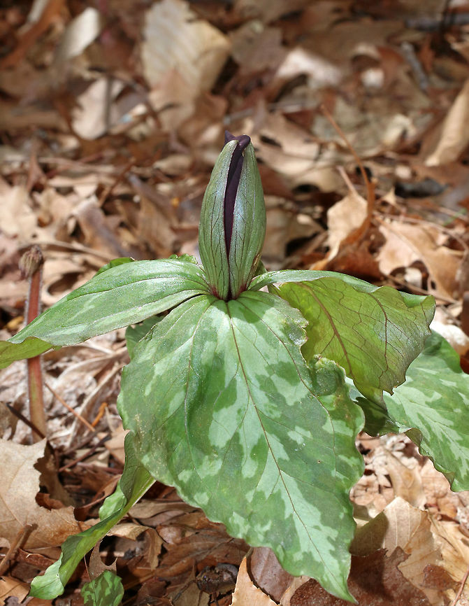 Large Toadshade - Trillium cuneatum Habitat: Garden of the Woods<br />
<br />
<figure class="photo"><a href="https://www.jungledragon.com/image/78550/large_toadshade_-_trillium_cuneatum.html" title="Large Toadshade - Trillium cuneatum"><img src="https://s3.amazonaws.com/media.jungledragon.com/images/3232/78550_thumb.jpg?AWSAccessKeyId=05GMT0V3GWVNE7GGM1R2&Expires=1759968010&Signature=yj3wiy1jMIezQkUdobCoaDQgaYs%3D" width="200" height="166" alt="Large Toadshade - Trillium cuneatum Habitat: Garden of the Woods<br />
<br />
Garden in the Woods is a native botanical garden spread throughout a forested area. From their website:<br />
<br />
&quot;More than a century ago, when ecology was a new word, our founders organized what is now called Native Plant Trust to stop the destruction of native plants. Today, as native plants face the greatest wave of threats since the last mass extinction, we are still a national leader in native plant conservation, horticulture, and education. We save native plants in the wild, grow them for gardens and restorations, and educate others on their value and use. <br />
<br />
We are based in Framingham, Massachusetts, at Garden in the Woods, a renowned native plant botanic garden that attracts visitors from all over the world. Each year, our 25 staff members and many of our 1,500 trained volunteers work throughout New England to: <br />
<br />
-monitor, protect, and restore rare and endangered plants<br />
-collect and bank seeds for biological diversity<br />
-detect and control invasive species<br />
-conduct botanical and horticultural research<br />
-educate the public, from home gardeners to professional land managers &quot;<br />
<br />
(http://www.nativeplanttrust.org/about/)<br />
<br />
https://www.jungledragon.com/image/78570/large_toadshade_-_trillium_cuneatum.html Geotagged,Little Sweet Betsy,Spring,Trillium cuneatum,United States,bloody butcher,large toadshade,purple toadshade,trillium" /></a></figure> Geotagged,Little Sweet Betsy,Spring,Trillium cuneatum,United States
