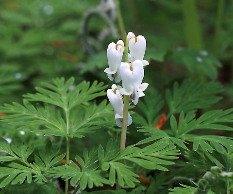 Squirrel Corn - Dicentra canadensis Squirrel corn is a spring ephemeral that gets its common name from its small, yellow, clustered bulblets (looking roughly like kernels of corn).

Habitat: forested habitat at Garden in the Woods
https://www.jungledragon.com/image/78655/squirrel_corn_-_dicentra_canadensis.html Dicentra,Dicentra canadensis,Geotagged,Spring,United States,squirrel corn