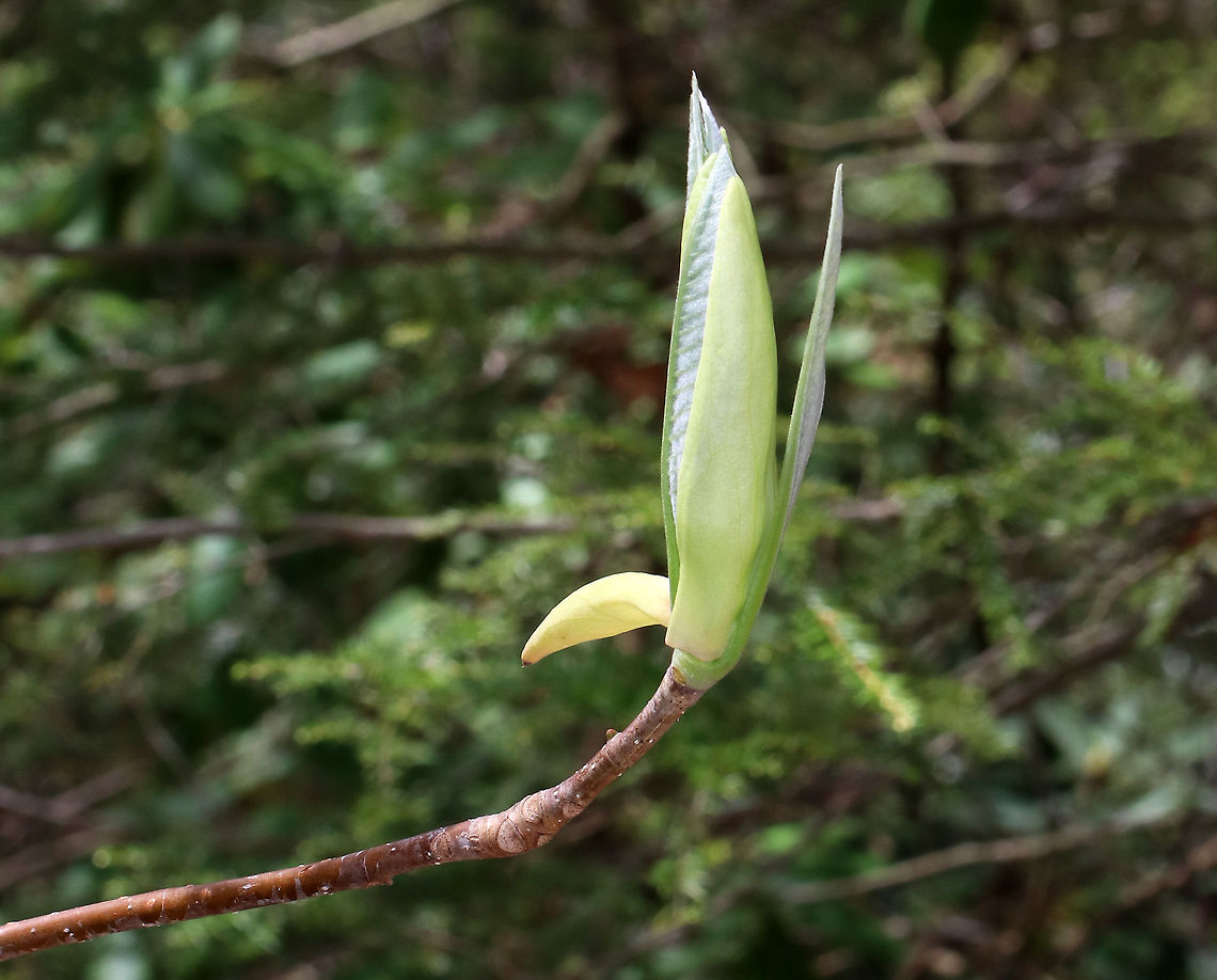 Umbrella Magnolia Bud- Magnolia tripetala This tree produces very stinky flowers!<br />
<br />
Habitat: Forested habitat at Garden in the Woods Geotagged,Magnolia tripetala,Spring,Umbrella magnolia,United States,magnolia
