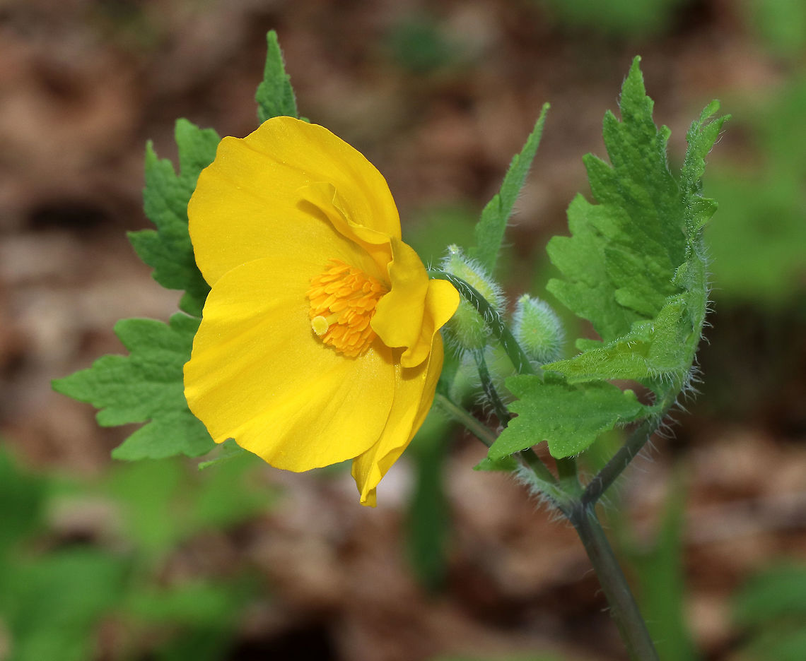 Wood Poppy -  Stylophorum diphyllum Native to areas of the eastern United States, it is much less aggressive than the introduced European species.<br />
<br />
Habitat: Forest at Garden in the Woods<br />
<figure class="photo"><a href="https://www.jungledragon.com/image/78579/wood_poppy_-_stylophorum_diphyllum.html" title="Wood Poppy - Stylophorum diphyllum"><img src="https://s3.amazonaws.com/media.jungledragon.com/images/3232/78579_thumb.jpg?AWSAccessKeyId=05GMT0V3GWVNE7GGM1R2&Expires=1770854410&Signature=5lCGrRU3yvyonaiOxCSRO4JpKuc%3D" width="200" height="166" alt="Wood Poppy - Stylophorum diphyllum Native to areas of the eastern United States, it is much less aggressive than the introduced European species.<br />
<br />
Habitat: Forest at Garden in the Woods<br />
https://www.jungledragon.com/image/78575/wood_poppy_-_stylophorum_diphyllum.html Geotagged,Spring,Stylophorum diphyllum,United States,Woodland poppy" /></a></figure> Geotagged,Spring,Stylophorum,Stylophorum diphyllum,United States,Woodland poppy,celandine poppy,poppy