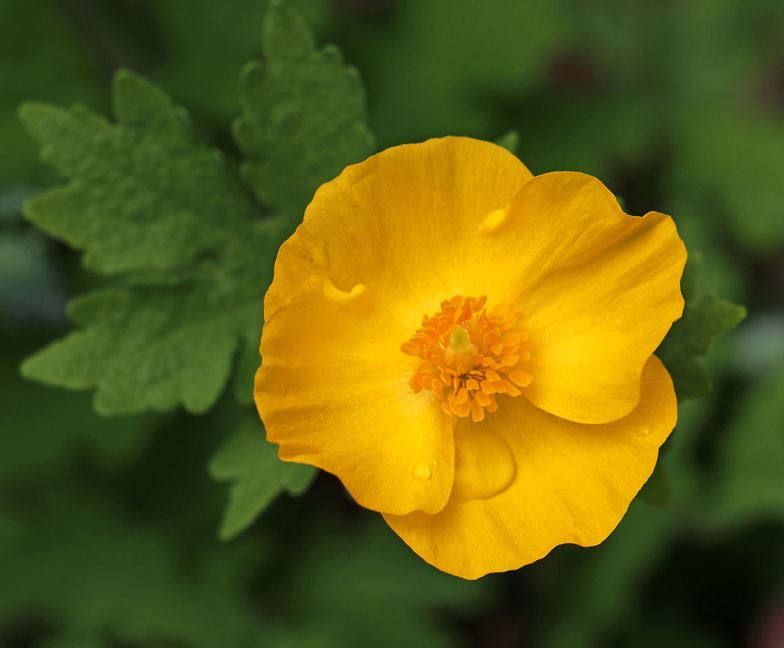 Wood Poppy - Stylophorum diphyllum Native to areas of the eastern United States, it is much less aggressive than the introduced European species.<br />
<br />
Habitat: Forest at Garden in the Woods<br />
<figure class="photo"><a href="https://www.jungledragon.com/image/78575/wood_poppy_-_stylophorum_diphyllum.html" title="Wood Poppy -  Stylophorum diphyllum"><img src="https://s3.amazonaws.com/media.jungledragon.com/images/3232/78575_thumb.jpg?AWSAccessKeyId=05GMT0V3GWVNE7GGM1R2&Expires=1770854410&Signature=jyD6kXqxU7VIrXirPbiUd4y3ykg%3D" width="200" height="166" alt="Wood Poppy -  Stylophorum diphyllum Native to areas of the eastern United States, it is much less aggressive than the introduced European species.<br />
<br />
Habitat: Forest at Garden in the Woods<br />
https://www.jungledragon.com/image/78579/wood_poppy_-_stylophorum_diphyllum.html Geotagged,Spring,Stylophorum,Stylophorum diphyllum,United States,Woodland poppy,celandine poppy,poppy" /></a></figure> Geotagged,Spring,Stylophorum diphyllum,United States,Woodland poppy