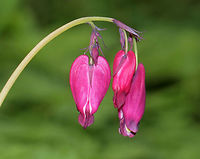 Wild Bleeding-heart - Dicentra eximia These were so vibrant! Some were hot pink, while others were purplish, or even darker red.<br />
<br />
Habitat: Forest at Garden in the Woods<br />
https://www.jungledragon.com/image/78597/wild_bleeding-heart_-_dicentra_eximia.html<br />
https://www.jungledragon.com/image/78600/wild_bleeding-heart_-_dicentra_eximia.html<br />
https://www.jungledragon.com/image/78599/wild_bleeding-heart_-_dicentra_eximia.html<br />
https://www.jungledragon.com/image/78598/wild_bleeding-heart_-_dicentra_eximia.html Dicentra eximia,Fringed bleeding-heart,Geotagged,Spring,United States,bleeding heart,dicentra,wild bleeding-heart