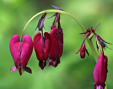 Wild Bleeding-heart - Dicentra eximia These were so vibrant! Some were hot pink, while others were purplish, or even darker red.

Habitat: Forest at Garden in the Woods
https://www.jungledragon.com/image/78596/wild_bleeding-heart_-_dicentra_eximia.html
https://www.jungledragon.com/image/78598/wild_bleeding-heart_-_dicentra_eximia.html
https://www.jungledragon.com/image/78599/wild_bleeding-heart_-_dicentra_eximia.html
https://www.jungledragon.com/image/78600/wild_bleeding-heart_-_dicentra_eximia.html Dicentra eximia,Fringed bleeding-heart,Geotagged,Spring,United States