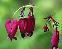 Wild Bleeding-heart - Dicentra eximia These were so vibrant! Some were hot pink, while others were purplish, or even darker red.<br />
<br />
Habitat: Forest at Garden in the Woods<br />
https://www.jungledragon.com/image/78596/wild_bleeding-heart_-_dicentra_eximia.html<br />
https://www.jungledragon.com/image/78598/wild_bleeding-heart_-_dicentra_eximia.html<br />
https://www.jungledragon.com/image/78599/wild_bleeding-heart_-_dicentra_eximia.html<br />
https://www.jungledragon.com/image/78600/wild_bleeding-heart_-_dicentra_eximia.html Dicentra eximia,Fringed bleeding-heart,Geotagged,Spring,United States