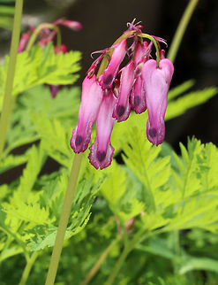 Wild Bleeding-heart - Dicentra eximia These were so vibrant! Some were hot pink, while others were purplish, or even darker red.

Habitat: Forest at Garden in the Woods
https://www.jungledragon.com/image/78596/wild_bleeding-heart_-_dicentra_eximia.html
https://www.jungledragon.com/image/78600/wild_bleeding-heart_-_dicentra_eximia.html
https://www.jungledragon.com/image/78599/wild_bleeding-heart_-_dicentra_eximia.html
https://www.jungledragon.com/image/78597/wild_bleeding-heart_-_dicentra_eximia.html Dicentra eximia,Fringed bleeding-heart,Geotagged,Spring,United States