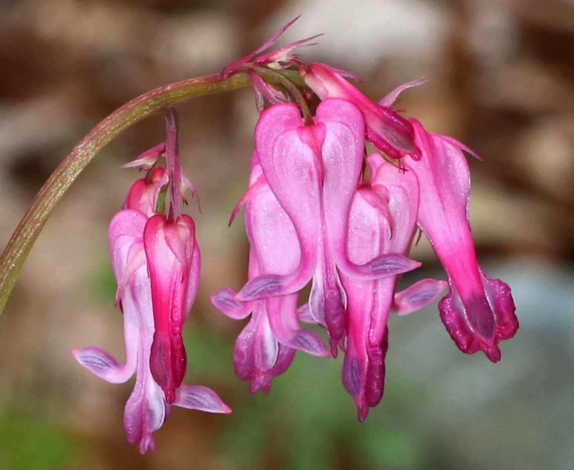 Wild Bleeding-heart - Dicentra eximia These were so vibrant! Some were hot pink, while others were purplish, or even darker red.<br />
<br />
Habitat: Forest at Garden in the Woods<br />
<figure class="photo"><a href="https://www.jungledragon.com/image/78596/wild_bleeding-heart_-_dicentra_eximia.html" title="Wild Bleeding-heart - Dicentra eximia"><img src="https://s3.amazonaws.com/media.jungledragon.com/images/3232/78596_thumb.jpg?AWSAccessKeyId=05GMT0V3GWVNE7GGM1R2&Expires=1767225610&Signature=MFfvE8XuHWbgJbB%2BlwCjfjxWQtI%3D" width="200" height="160" alt="Wild Bleeding-heart - Dicentra eximia These were so vibrant! Some were hot pink, while others were purplish, or even darker red.<br />
<br />
Habitat: Forest at Garden in the Woods<br />
https://www.jungledragon.com/image/78597/wild_bleeding-heart_-_dicentra_eximia.html<br />
https://www.jungledragon.com/image/78600/wild_bleeding-heart_-_dicentra_eximia.html<br />
https://www.jungledragon.com/image/78599/wild_bleeding-heart_-_dicentra_eximia.html<br />
https://www.jungledragon.com/image/78598/wild_bleeding-heart_-_dicentra_eximia.html Dicentra eximia,Fringed bleeding-heart,Geotagged,Spring,United States,bleeding heart,dicentra,wild bleeding-heart" /></a></figure><br />
<figure class="photo"><a href="https://www.jungledragon.com/image/78600/wild_bleeding-heart_-_dicentra_eximia.html" title="Wild Bleeding-heart - Dicentra eximia"><img src="https://s3.amazonaws.com/media.jungledragon.com/images/3232/78600_thumb.jpg?AWSAccessKeyId=05GMT0V3GWVNE7GGM1R2&Expires=1767225610&Signature=nRcg0zYm48ppm48YQEz4RnVkwqY%3D" width="120" height="152" alt="Wild Bleeding-heart - Dicentra eximia These were so vibrant! Some were hot pink, while others were purplish, or even darker red.<br />
<br />
Habitat: Forest at Garden in the Woods<br />
https://www.jungledragon.com/image/78596/wild_bleeding-heart_-_dicentra_eximia.html<br />
https://www.jungledragon.com/image/78599/wild_bleeding-heart_-_dicentra_eximia.html<br />
https://www.jungledragon.com/image/78598/wild_bleeding-heart_-_dicentra_eximia.html<br />
https://www.jungledragon.com/image/78597/wild_bleeding-heart_-_dicentra_eximia.html Dicentra eximia,Fringed bleeding-heart,Geotagged,Spring,United States" /></a></figure><br />
<figure class="photo"><a href="https://www.jungledragon.com/image/78598/wild_bleeding-heart_-_dicentra_eximia.html" title="Wild Bleeding-heart - Dicentra eximia"><img src="https://s3.amazonaws.com/media.jungledragon.com/images/3232/78598_thumb.jpg?AWSAccessKeyId=05GMT0V3GWVNE7GGM1R2&Expires=1767225610&Signature=NPa6AJhZwHp7VD%2BoOldaAu%2BHbP0%3D" width="118" height="152" alt="Wild Bleeding-heart - Dicentra eximia These were so vibrant! Some were hot pink, while others were purplish, or even darker red.<br />
<br />
Habitat: Forest at Garden in the Woods<br />
https://www.jungledragon.com/image/78596/wild_bleeding-heart_-_dicentra_eximia.html<br />
https://www.jungledragon.com/image/78600/wild_bleeding-heart_-_dicentra_eximia.html<br />
https://www.jungledragon.com/image/78599/wild_bleeding-heart_-_dicentra_eximia.html<br />
https://www.jungledragon.com/image/78597/wild_bleeding-heart_-_dicentra_eximia.html Dicentra eximia,Fringed bleeding-heart,Geotagged,Spring,United States" /></a></figure><br />
<figure class="photo"><a href="https://www.jungledragon.com/image/78597/wild_bleeding-heart_-_dicentra_eximia.html" title="Wild Bleeding-heart - Dicentra eximia"><img src="https://s3.amazonaws.com/media.jungledragon.com/images/3232/78597_thumb.jpg?AWSAccessKeyId=05GMT0V3GWVNE7GGM1R2&Expires=1767225610&Signature=auLl4UsVKgLD1mi21YL0153fHag%3D" width="200" height="158" alt="Wild Bleeding-heart - Dicentra eximia These were so vibrant! Some were hot pink, while others were purplish, or even darker red.<br />
<br />
Habitat: Forest at Garden in the Woods<br />
https://www.jungledragon.com/image/78596/wild_bleeding-heart_-_dicentra_eximia.html<br />
https://www.jungledragon.com/image/78598/wild_bleeding-heart_-_dicentra_eximia.html<br />
https://www.jungledragon.com/image/78599/wild_bleeding-heart_-_dicentra_eximia.html<br />
https://www.jungledragon.com/image/78600/wild_bleeding-heart_-_dicentra_eximia.html Dicentra eximia,Fringed bleeding-heart,Geotagged,Spring,United States" /></a></figure> Dicentra eximia,Fringed bleeding-heart,Geotagged,Spring,United States