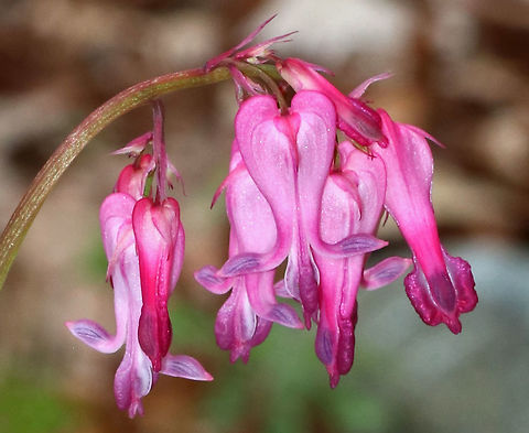 Wild Bleeding-heart - Dicentra eximia These were so vibrant! Some were hot pink, while others were purplish, or even darker red.

Habitat: Forest at Garden in the Woods
https://www.jungledragon.com/image/78596/wild_bleeding-heart_-_dicentra_eximia.html
https://www.jungledragon.com/image/78600/wild_bleeding-heart_-_dicentra_eximia.html
https://www.jungledragon.com/image/78598/wild_bleeding-heart_-_dicentra_eximia.html
https://www.jungledragon.com/image/78597/wild_bleeding-heart_-_dicentra_eximia.html Dicentra eximia,Fringed bleeding-heart,Geotagged,Spring,United States