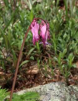 Wild Bleeding-heart - Dicentra eximia These were so vibrant! Some were hot pink, while others were purplish, or even darker red.

Habitat: Forest at Garden in the Woods
https://www.jungledragon.com/image/78596/wild_bleeding-heart_-_dicentra_eximia.html
https://www.jungledragon.com/image/78599/wild_bleeding-heart_-_dicentra_eximia.html
https://www.jungledragon.com/image/78598/wild_bleeding-heart_-_dicentra_eximia.html
https://www.jungledragon.com/image/78597/wild_bleeding-heart_-_dicentra_eximia.html Dicentra eximia,Fringed bleeding-heart,Geotagged,Spring,United States
