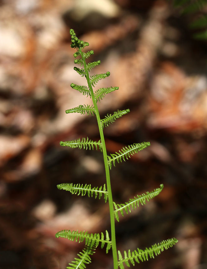 Northern Lady Fern - Athyrium angustum Habitat: Moist forest at Garden in the Woods<br />
<figure class="photo"><a href="https://www.jungledragon.com/image/78604/northern_lady_fern_-_athyrium_angustum.html" title="Northern Lady Fern - Athyrium angustum"><img src="https://s3.amazonaws.com/media.jungledragon.com/images/3232/78604_thumb.jpg?AWSAccessKeyId=05GMT0V3GWVNE7GGM1R2&Expires=1759968010&Signature=6ilE%2BtuWlHG4InVUs%2FBk59Lq%2FRQ%3D" width="102" height="152" alt="Northern Lady Fern - Athyrium angustum Habitat: Moist forest at Garden in the Wood<br />
https://www.jungledragon.com/image/78601/northern_lady_fern_-_athyrium_angustum.html<br />
https://www.jungledragon.com/image/78603/northern_lady_fern_-_athyrium_angustum.html Athyrium angustum,Geotagged,Northern Lady Fern,Spring,United States" /></a></figure><br />
<figure class="photo"><a href="https://www.jungledragon.com/image/78603/northern_lady_fern_-_athyrium_angustum.html" title="Northern Lady Fern - Athyrium angustum"><img src="https://s3.amazonaws.com/media.jungledragon.com/images/3232/78603_thumb.jpg?AWSAccessKeyId=05GMT0V3GWVNE7GGM1R2&Expires=1759968010&Signature=mamepUji7U9%2BgtP1yEPhKlYtH64%3D" width="120" height="152" alt="Northern Lady Fern - Athyrium angustum Habitat: Moist forest at Garden in the Woods<br />
https://www.jungledragon.com/image/78601/northern_lady_fern_-_athyrium_angustum.html<br />
https://www.jungledragon.com/image/78604/northern_lady_fern_-_athyrium_angustum.html Athyrium angustum,Geotagged,Spring,United States,athtyrium angustum,fern" /></a></figure> Athyrium,Athyrium angustum,Geotagged,Spring,United States,fern
