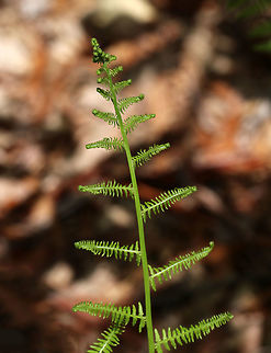 Northern Lady Fern