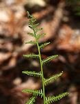 Northern Lady Fern - Athyrium angustum Habitat: Moist forest at Garden in the Woods<br />
https://www.jungledragon.com/image/78604/northern_lady_fern_-_athyrium_angustum.html<br />
https://www.jungledragon.com/image/78603/northern_lady_fern_-_athyrium_angustum.html Athyrium,Athyrium angustum,Geotagged,Spring,United States,fern