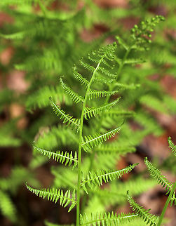 Northern Lady Fern - Athyrium angustum Habitat: Moist forest at Garden in the Woods
https://www.jungledragon.com/image/78601/northern_lady_fern_-_athyrium_angustum.html
https://www.jungledragon.com/image/78604/northern_lady_fern_-_athyrium_angustum.html Athyrium angustum,Geotagged,Spring,United States,athtyrium angustum,fern