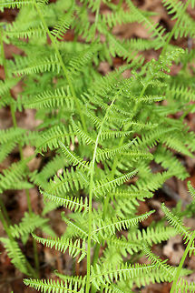 Northern Lady Fern - Athyrium angustum Habitat: Moist forest at Garden in the Wood
https://www.jungledragon.com/image/78601/northern_lady_fern_-_athyrium_angustum.html
https://www.jungledragon.com/image/78603/northern_lady_fern_-_athyrium_angustum.html Athyrium angustum,Geotagged,Northern Lady Fern,Spring,United States