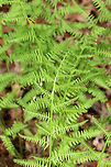 Northern Lady Fern - Athyrium angustum Habitat: Moist forest at Garden in the Wood<br />
https://www.jungledragon.com/image/78601/northern_lady_fern_-_athyrium_angustum.html<br />
https://www.jungledragon.com/image/78603/northern_lady_fern_-_athyrium_angustum.html Athyrium angustum,Geotagged,Northern Lady Fern,Spring,United States
