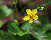 Barren Strawberry - Waldsteinia fragarioides/Geum fragarioides Native to eastern North America. It's listed as Endangered in Connecticut, Illinois, and Maine, as Threatened in New Hampshire, and as a Special Concern in Massachusetts.<br />
<br />
Habitat: Forest in Garden in the Woods<br />
https://www.jungledragon.com/image/78606/barren_strawberry_-_waldsteinia_fragarioidesgeum_fragarioides.html Barren strawberry,Geotagged,Geum,Spring,United States,Waldsteinia fragarioides