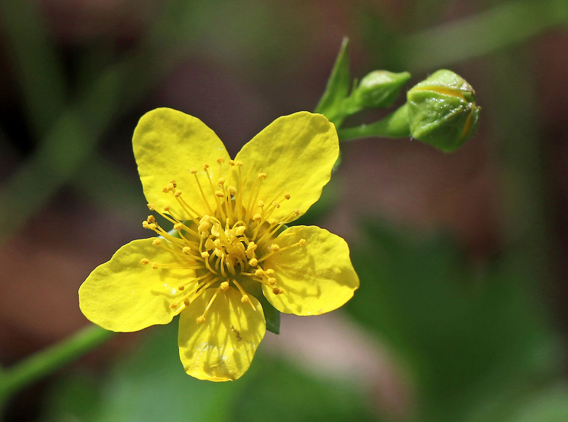 Barren Strawberry - Waldsteinia fragarioides/Geum fragarioides Native to eastern North America. It&#039;s listed as Endangered in Connecticut, Illinois, and Maine, as Threatened in New Hampshire, and as a Special Concern in Massachusetts.<br />
<br />
Habitat: Forest in Garden in the Woods<br />
<figure class="photo"><a href="https://www.jungledragon.com/image/78605/barren_strawberry_-_waldsteinia_fragarioidesgeum_fragarioides.html" title="Barren Strawberry - Waldsteinia fragarioides/Geum fragarioides"><img src="https://s3.amazonaws.com/media.jungledragon.com/images/3232/78605_thumb.jpg?AWSAccessKeyId=05GMT0V3GWVNE7GGM1R2&Expires=1759968010&Signature=q0zTw%2Bp0APgZtPulHgQyS9oxquc%3D" width="200" height="158" alt="Barren Strawberry - Waldsteinia fragarioides/Geum fragarioides Native to eastern North America. It&#039;s listed as Endangered in Connecticut, Illinois, and Maine, as Threatened in New Hampshire, and as a Special Concern in Massachusetts.<br />
<br />
Habitat: Forest in Garden in the Woods<br />
https://www.jungledragon.com/image/78606/barren_strawberry_-_waldsteinia_fragarioidesgeum_fragarioides.html Barren strawberry,Geotagged,Geum,Spring,United States,Waldsteinia fragarioides" /></a></figure><br />
 Barren strawberry,Geotagged,Spring,United States,Waldsteinia fragarioides