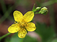 Barren Strawberry - Waldsteinia fragarioides/Geum fragarioides Native to eastern North America. It's listed as Endangered in Connecticut, Illinois, and Maine, as Threatened in New Hampshire, and as a Special Concern in Massachusetts.<br />
<br />
Habitat: Forest in Garden in the Woods<br />
https://www.jungledragon.com/image/78605/barren_strawberry_-_waldsteinia_fragarioidesgeum_fragarioides.html<br />
 Barren strawberry,Geotagged,Spring,United States,Waldsteinia fragarioides