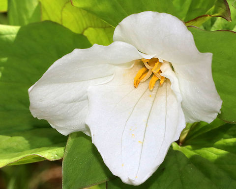 Great White Trillium - Trillium grandiflorum White flowers with three petals that rise above a whorl of three, leaf-like bracts. Great White Trillium is a spring ephemeral, whose life cycle is synchronized with the forest in which it live. Geotagged,Great white trillium,Spring,Trillium grandiflorum,United States,trillium