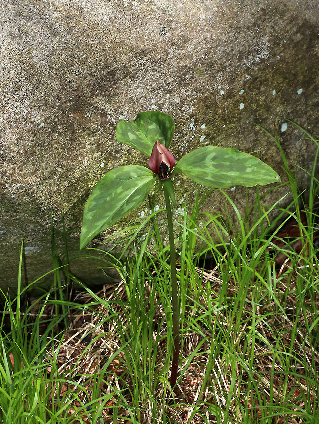 Bloody Butcher - Trillium recurvatum Bloody butcher is native to parts of the central and eastern United States. The flowers on this species have three maroon petals that are under 3 cm long. The petals are recurved, with tips converging over the stamens.<br />
<br />
Habitat: Forest edge at Garden in the Woods<br />
<figure class="photo"><a href="https://www.jungledragon.com/image/78617/bloody_butcher_-_trillium_recurvatum.html" title="Bloody Butcher - Trillium recurvatum"><img src="https://s3.amazonaws.com/media.jungledragon.com/images/3232/78617_thumb.jpg?AWSAccessKeyId=05GMT0V3GWVNE7GGM1R2&Expires=1759968010&Signature=LHNv6G5qIG1KGCfrCMVzyLQjw2k%3D" width="200" height="154" alt="Bloody Butcher - Trillium recurvatum Bloody butcher is native to parts of the central and eastern United States. The flowers on this species have three maroon petals that are under 3 cm long. The petals are recurved, with tips converging over the stamens.<br />
<br />
Habitat: Forest edge at Garden in the Woods<br />
https://www.jungledragon.com/image/78616/bloody_butcher_-_trillium_recurvatum.html Bloody Butcher,Geotagged,Spring,Trillium recurvatum,United States" /></a></figure> Geotagged,Spring,Trillium recurvatum,United States,bloody butcher,prairie trillium,trillium