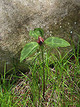 Bloody Butcher - Trillium recurvatum Bloody butcher is native to parts of the central and eastern United States. The flowers on this species have three maroon petals that are under 3 cm long. The petals are recurved, with tips converging over the stamens.<br />
<br />
Habitat: Forest edge at Garden in the Woods<br />
https://www.jungledragon.com/image/78617/bloody_butcher_-_trillium_recurvatum.html Geotagged,Spring,Trillium recurvatum,United States,bloody butcher,prairie trillium,trillium