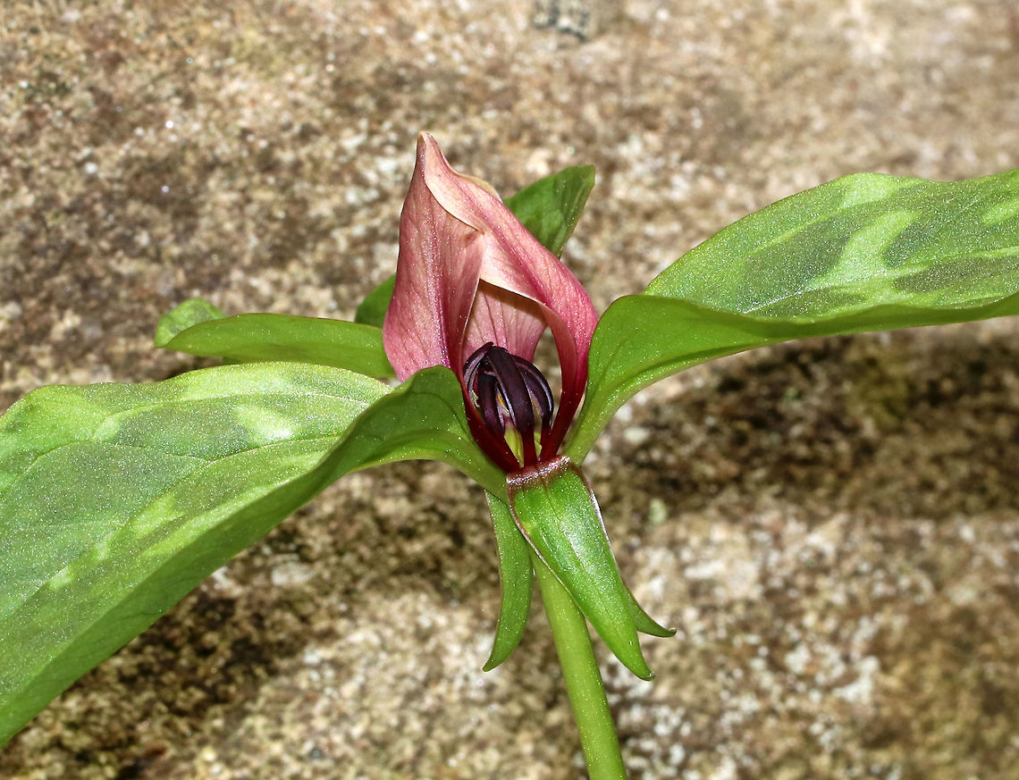 Bloody Butcher - Trillium recurvatum Bloody butcher is native to parts of the central and eastern United States. The flowers on this species have three maroon petals that are under 3 cm long. The petals are recurved, with tips converging over the stamens.<br />
<br />
Habitat: Forest edge at Garden in the Woods<br />
<figure class="photo"><a href="https://www.jungledragon.com/image/78616/bloody_butcher_-_trillium_recurvatum.html" title="Bloody Butcher - Trillium recurvatum"><img src="https://s3.amazonaws.com/media.jungledragon.com/images/3232/78616_thumb.jpg?AWSAccessKeyId=05GMT0V3GWVNE7GGM1R2&Expires=1770854410&Signature=Q6tyIuTtueqU7IjfHxvErhreJ%2BA%3D" width="116" height="152" alt="Bloody Butcher - Trillium recurvatum Bloody butcher is native to parts of the central and eastern United States. The flowers on this species have three maroon petals that are under 3 cm long. The petals are recurved, with tips converging over the stamens.<br />
<br />
Habitat: Forest edge at Garden in the Woods<br />
https://www.jungledragon.com/image/78617/bloody_butcher_-_trillium_recurvatum.html Geotagged,Spring,Trillium recurvatum,United States,bloody butcher,prairie trillium,trillium" /></a></figure> Bloody Butcher,Geotagged,Spring,Trillium recurvatum,United States