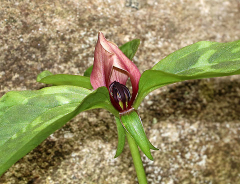 Bloody Butcher - Trillium recurvatum Bloody butcher is native to parts of the central and eastern United States. The flowers on this species have three maroon petals that are under 3 cm long. The petals are recurved, with tips converging over the stamens.

Habitat: Forest edge at Garden in the Woods
https://www.jungledragon.com/image/78616/bloody_butcher_-_trillium_recurvatum.html Bloody Butcher,Geotagged,Spring,Trillium recurvatum,United States