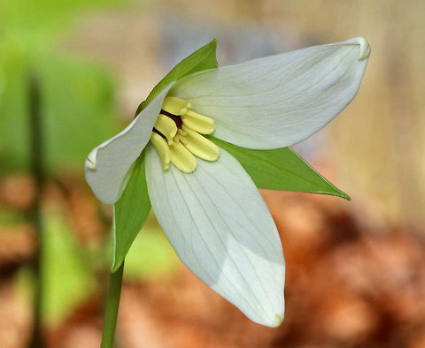 Jeweled Wakerobin - Trillium simile This species tends to grow in moist humus-rich soils in mature forests at the edges of Rhododendron thickets or near forest edges.

Habitat: Garden in the Woods
https://www.jungledragon.com/image/78619/jeweled_wakerobin_-_trillium_simile.html Geotagged,Jeweled wakerobin,Spring,Trillium,Trillium simile,United States