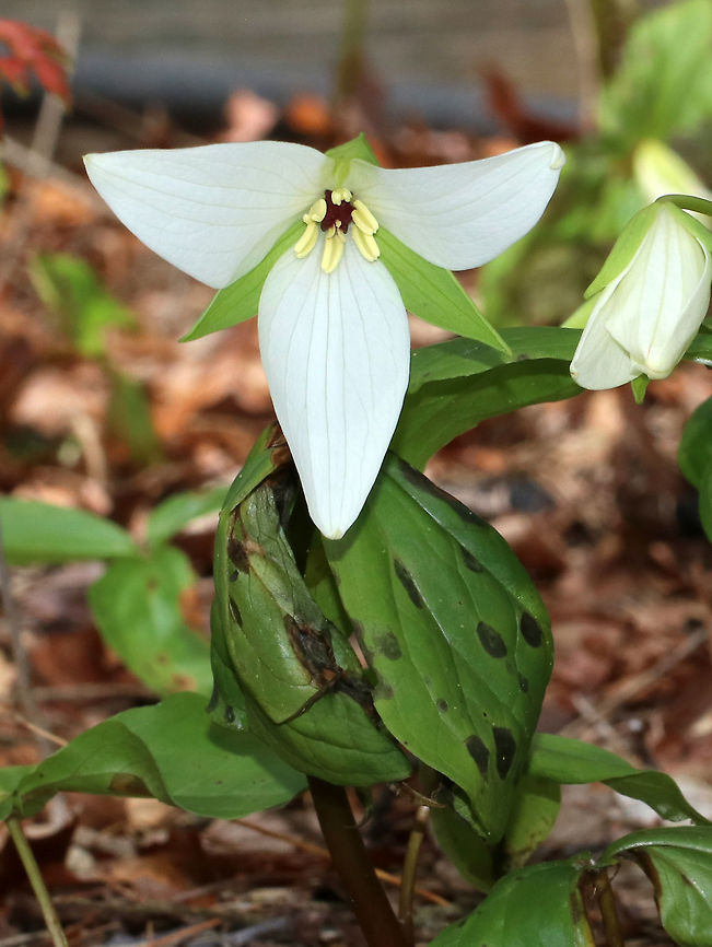 Jeweled Wakerobin - Trillium simile This species tends to grow in moist humus-rich soils in mature forests at the edges of Rhododendron thickets or near forest edges.<br />
<br />
Habitat: Garden in the Woods<br />
<figure class="photo"><a href="https://www.jungledragon.com/image/78618/jeweled_wakerobin_-_trillium_simile.html" title="Jeweled Wakerobin - Trillium simile"><img src="https://s3.amazonaws.com/media.jungledragon.com/images/3232/78618_thumb.jpg?AWSAccessKeyId=05GMT0V3GWVNE7GGM1R2&Expires=1770854410&Signature=mGvhtINbl9sWuf0KTuguEMoSvT4%3D" width="200" height="166" alt="Jeweled Wakerobin - Trillium simile This species tends to grow in moist humus-rich soils in mature forests at the edges of Rhododendron thickets or near forest edges.<br />
<br />
Habitat: Garden in the Woods<br />
https://www.jungledragon.com/image/78619/jeweled_wakerobin_-_trillium_simile.html Geotagged,Jeweled wakerobin,Spring,Trillium,Trillium simile,United States" /></a></figure> Geotagged,Jeweled wakerobin,Spring,Trillium simile,United States
